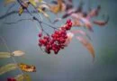 medicinal herb, fall, red-4881474.jpg