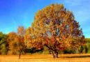 tree, park, autumn-99852.jpg